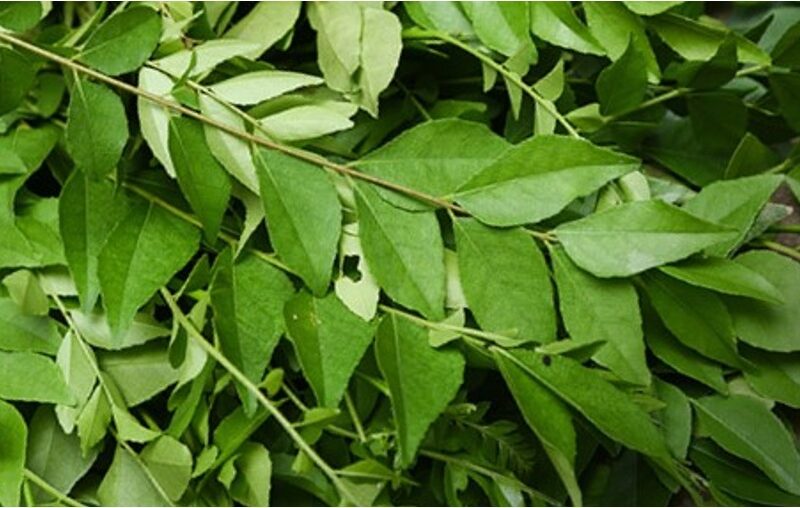 Unveiling the Health Benefits of Fragrant Curry Leaves