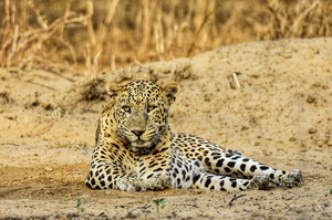 Leopard enters Jaipur College, Forest Department begins capture operations