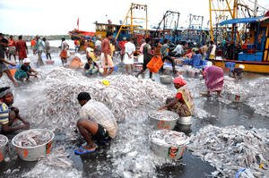 Centre allocated Rs 3,490 crore for fishing harbours to promote exports