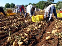 Italian agriculture to bear brunt of US tariffs among EU states: Report