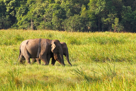 Genetic study estimates 51 rare Asian elephants in Cambodia’s northern plains