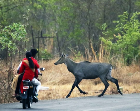 Pinning hopes on Robinson; MP has yet no blueprint for Nilgai