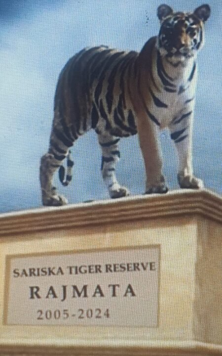 ‘Rajmata’ will be first tigress of Rajasthan to be honoured with installation of statue at Sariska