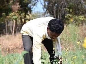 Saur Sujala Yojana improves irrigation, raises farm income in Chhattisgarh’s Mohbhatta village