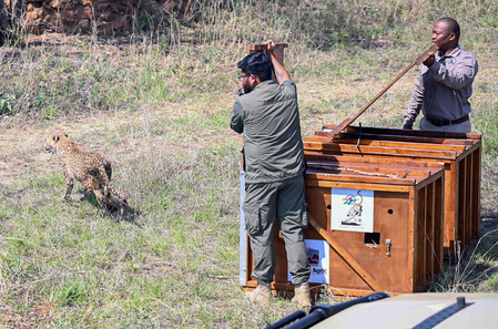 Big cats taken to Kuno in helicopters after 8 cheetahs from Botswana arrive at Gwalior