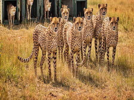 6 females among nine cheetahs brought from Botswana; focus on India-born cubs