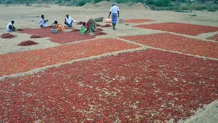 Chilli prices soar in TN’s Ramanathapuram as crop losses hit arrivals
