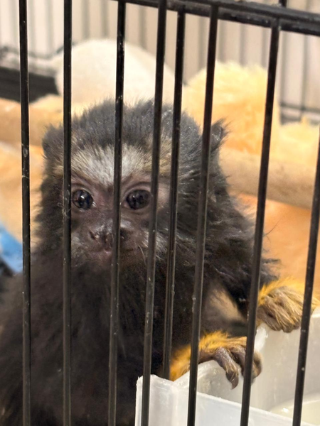 Illegal exotic animal, bird breeding and sale racket busted in Gujarat