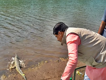 CM Mohan Yadav releases rare turtles, baby gharials into Una river