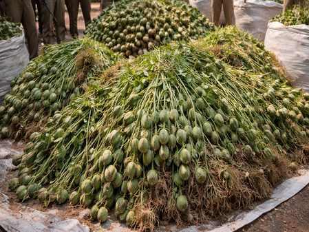 Madhya Pradesh Police seize around 8 tonnes of illegal opium in three districts