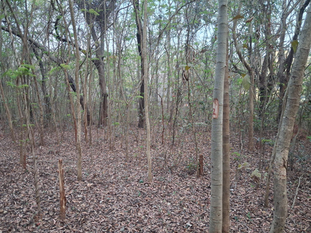 Centre seeks report from Odisha govt on proposed felling of over 2,000 trees at NIT Rourkela