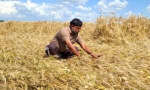 Centre eases wheat procurement norms, relief for rain-hit Rajasthan farmers​