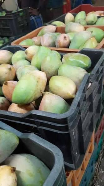 West Asia conflict hits Coimbatore mango exports, prices crash amid supply gluts