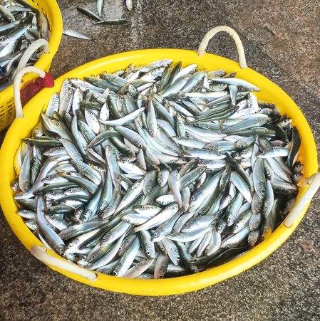 Sardine surge lifts India’s marine catch
