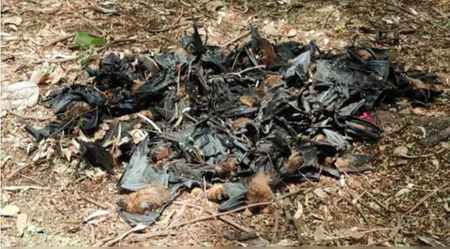 Mysterious mass deaths of bats spark concern in Chhattisgarh’s Balod; samples sent to Bhopal