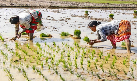 Foodgrain stocks adequate, fertilisers and edible oil availability strong and stable: Centre