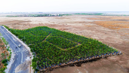 Gujarat: ‘Drum Plantation’ technique turns Dholera’s saline land green in pilot success