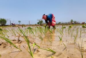 India’s Atmanirbhar policy in fertiliser sector cushions farmers from global shocks