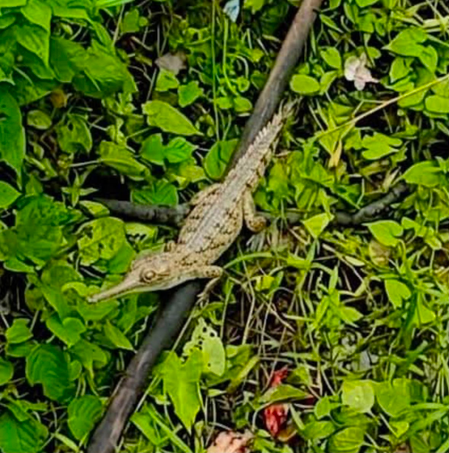 Juvenile gharial sighting signals revival of Assam’s river ecosystem: Himanta Sarma