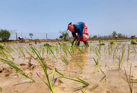 Delta farmers seek special relief package as Kuruvai loss threatens incomes in TN
