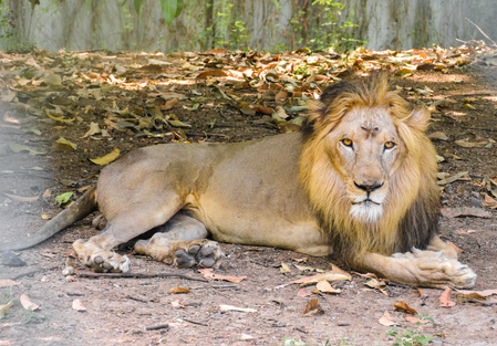 Gujarat: 11-year-old boy killed in lion attack in Girnar