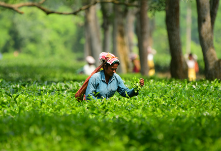 Tripura tea sector set to attract Rs 726 crore investment through MoUs at business conclave