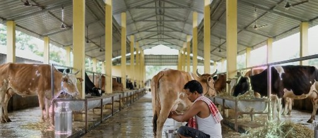 Assam targets 10 lakh litres of daily milk production to boost dairy sector