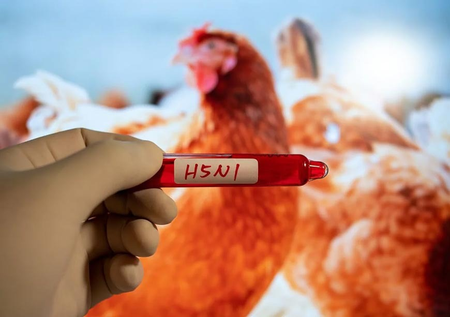 Authorities report first suspected H5N1 bird flu case on Australia’s east coast