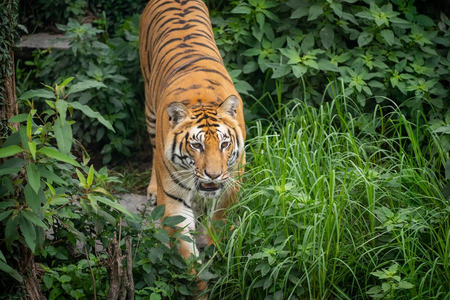 Nepal to build first-ever tiger sanctuary to promote eco-tourism