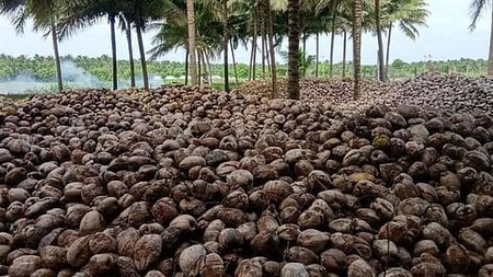 TN’s Pollachi coconut exports recover as Gulf demand returns; freight costs remain concern