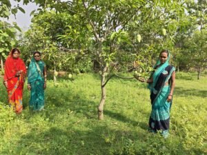Amrapali mangoes from Jharkhand’s tribal belt exported to Dubai