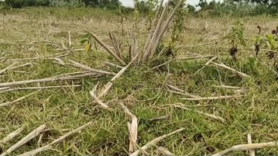 Drought deepens in TN’s Namakkal as dry lakes leave farmers staring at crop losses