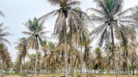Pest infestation spreads across coconut plantations in TN’s Coimbatore, farmers seek help