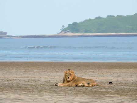 Study finds Gujarat’s coastal Asiatic lions rely mainly on wild prey, challenging livestock dependence belief