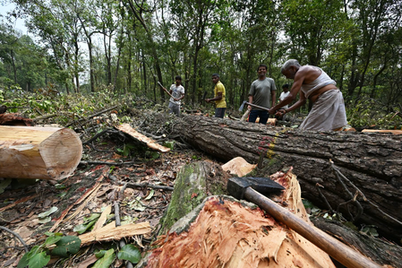 Uttarakhand CM Dhami halts tree-felling on Dehradun’s ‘Saat Mod’ amid public outcry
