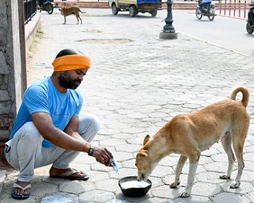 GCC expands community dog feeding network to 40 deeignated locations across Chennai