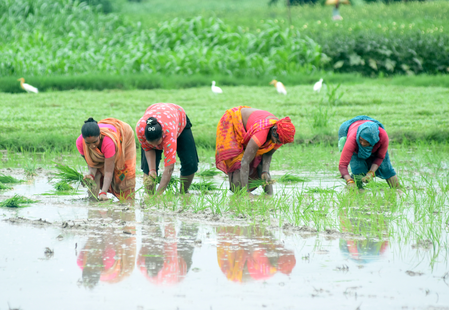 Kharif sowing area crosses 658 lakh hectares in 2026