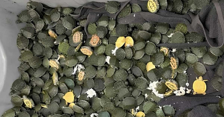 AIU recovers over 700 red-eared slider turtles at Kolkata Airport from passenger coming from Bangkok