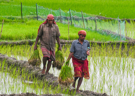 Triple blow for Cauvery delta farmers as groundwater declines, salinity rises and Mettur water remains elusive