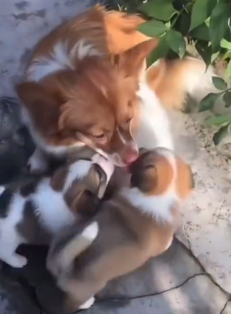 Calls for animal cruelty laws face censorship in China amid crackdown on activism: Report