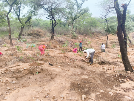 DDA completes planting 8.29 lakh saplings out of targeted 23 lakh this season