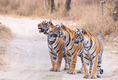 India proud to have nearly 70 pc of world’s tiger population: PM Modi on Global Tiger Day