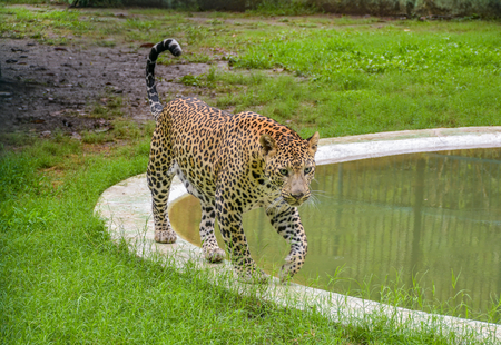 Leopard spotted 6th time near Bengaluru’s Byadarahalli; residents seek immediate capture