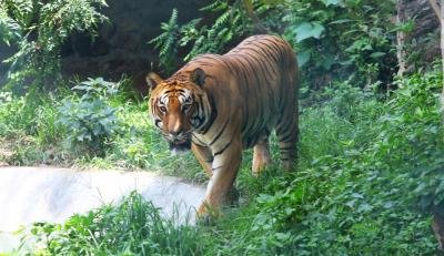 From 121 in 2009 to 429 in 2026, Nepal witnesses significant increase in tiger population