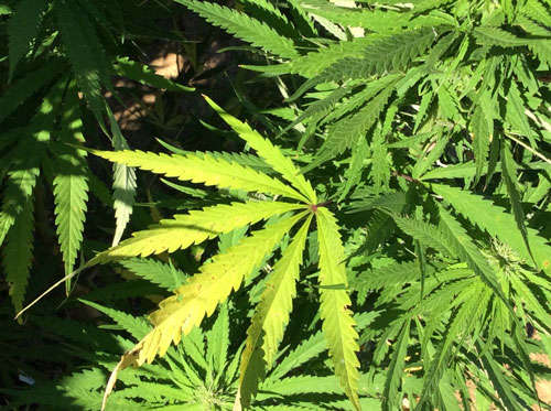 Security crackdown in Northeast drives demand for Nepal marijuana