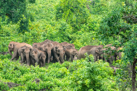 WII gives clarion call to save our gentle giants on World Elephant Day