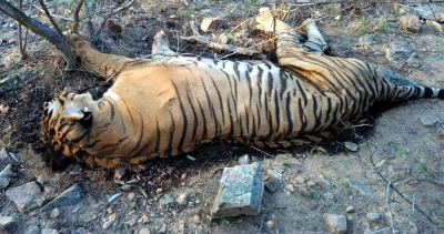 Pawan Kalyan orders probe into death of tiger in Nagarjunasagar-Srisailam Tiger Reserve