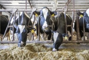 Tamil Nadu plans 22,500 milch cows to boost Aavin milk procurement