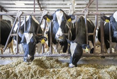 Tamil Nadu plans 22,500 milch cows to boost Aavin milk procurement