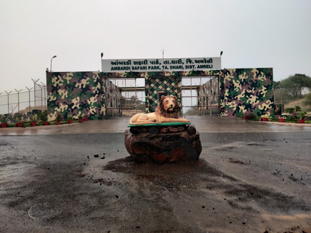 Gujarat to create enclosure at Ambardi Park for lions involved in human attacks